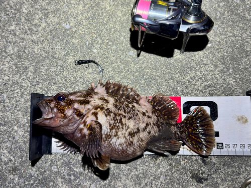 ムラソイの釣果
