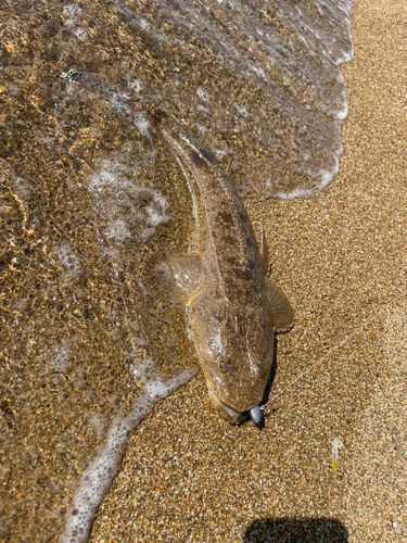 マゴチの釣果