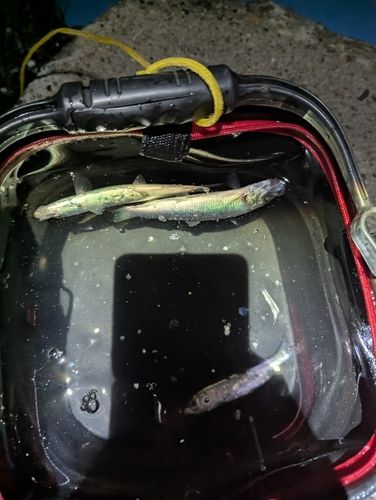 チカの釣果