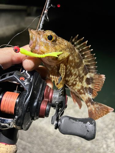 アラカブの釣果