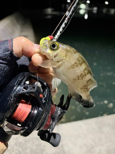 メバルの釣果