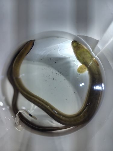 ニホンウナギの釣果