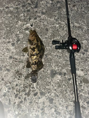 ベッコウゾイの釣果