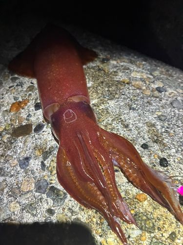 ケンサキイカの釣果