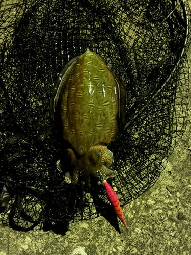 モンゴウイカの釣果
