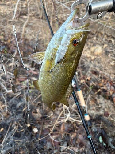 スモールマウスバスの釣果