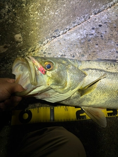 シーバスの釣果