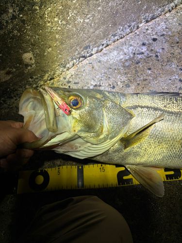シーバスの釣果