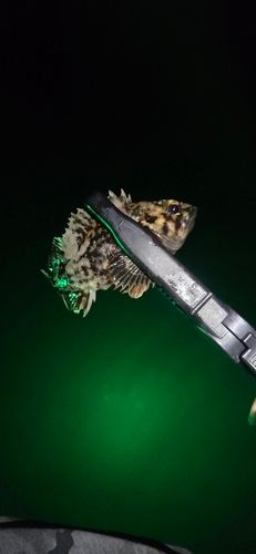 ソイの釣果