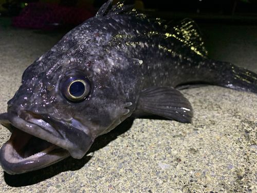 クロソイの釣果