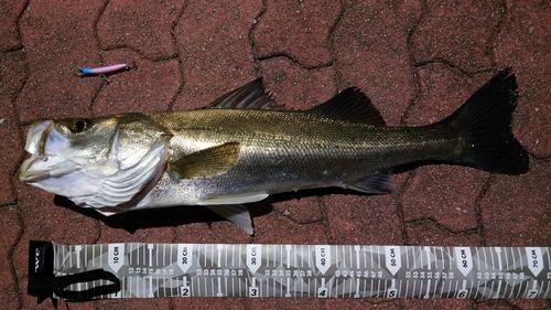 スズキの釣果