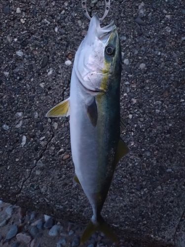フクラギの釣果