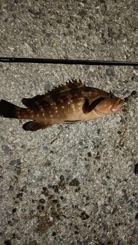 アコウの釣果