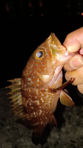 アコウの釣果