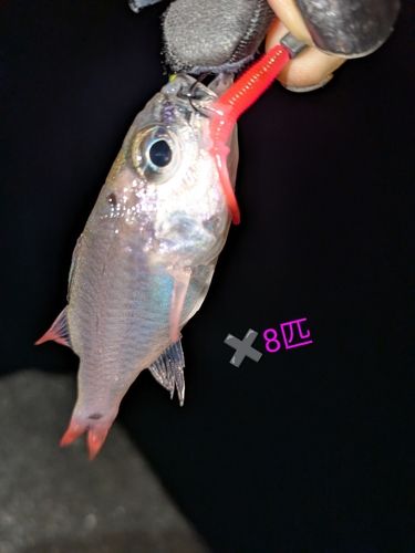 ネンブツダイの釣果