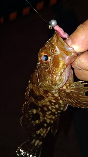 ガシラの釣果