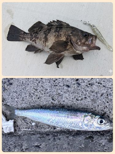 ソイの釣果