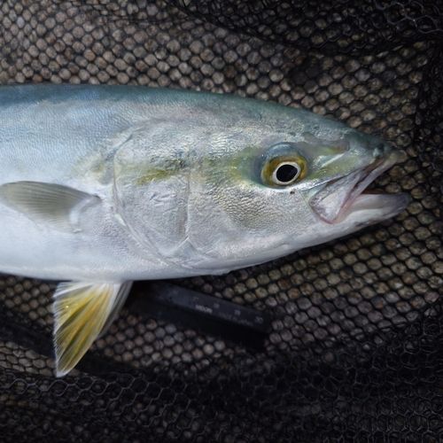 フクラギの釣果