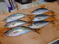 アジの釣果