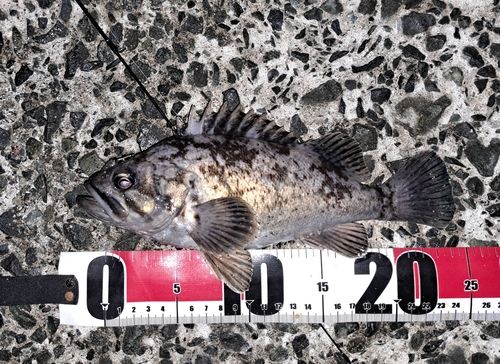 クロソイの釣果