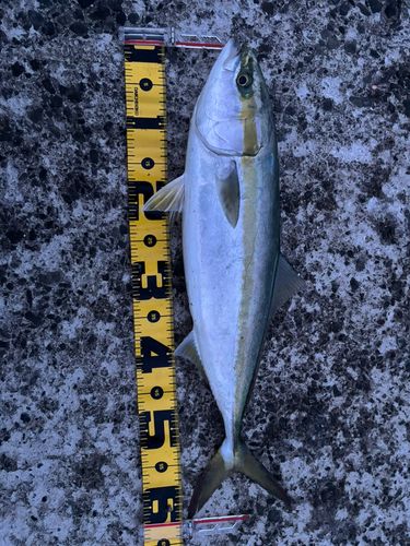 イナダの釣果