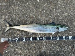 サワラの釣果