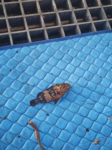 タケノコメバルの釣果