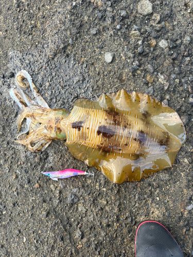 アオリイカの釣果