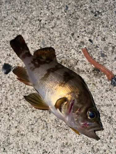 メバルの釣果