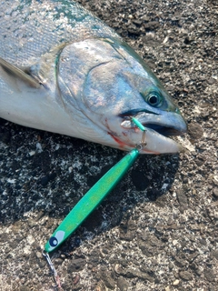 サクラマスの釣果
