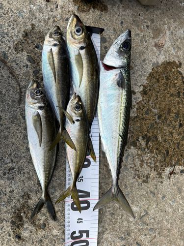 アジの釣果
