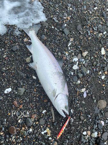 サクラマスの釣果
