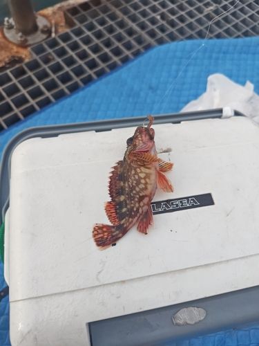 カサゴの釣果