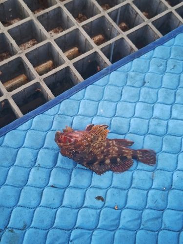 カサゴの釣果
