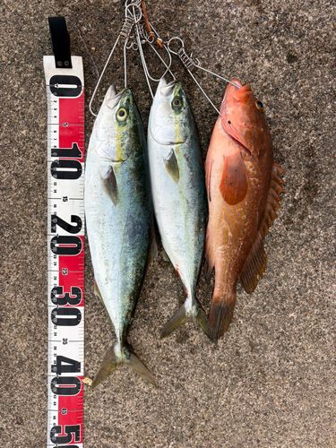フクラギの釣果