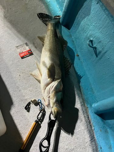 シーバスの釣果