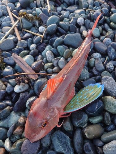 ホウボウの釣果