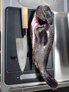 クロソイの釣果