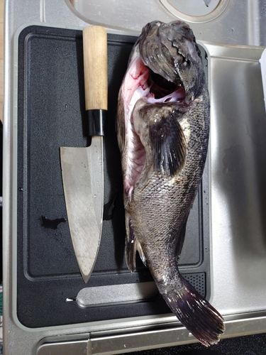 クロソイの釣果