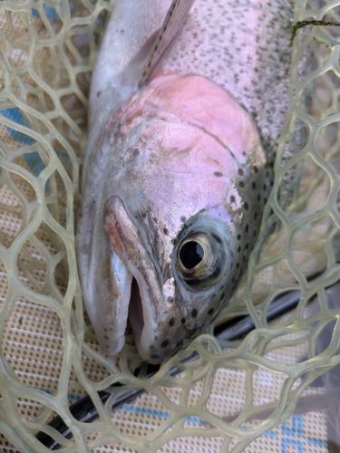 ニジマスの釣果