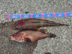 イネゴチの釣果