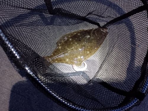 ソゲの釣果