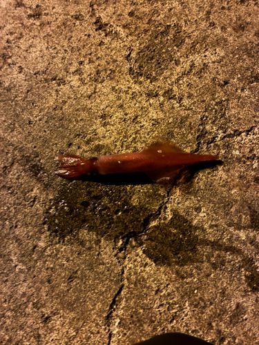 ケンサキイカの釣果