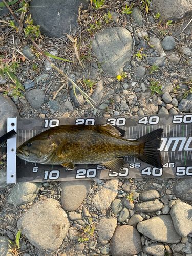 スモールマウスバスの釣果