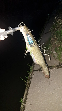 ニホンナマズの釣果