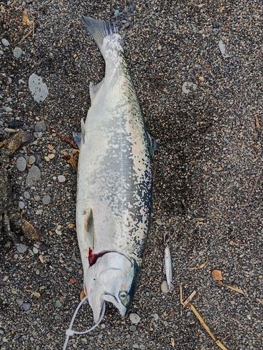 釣果