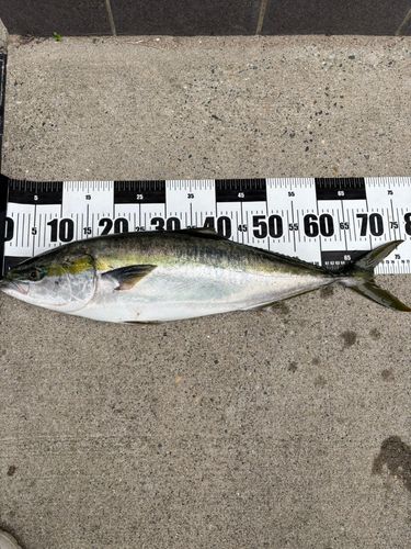 ワラサの釣果