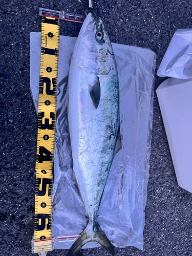 ハマチの釣果