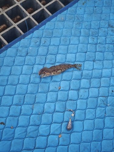 ハゼの釣果