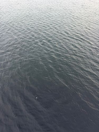 ブリの釣果